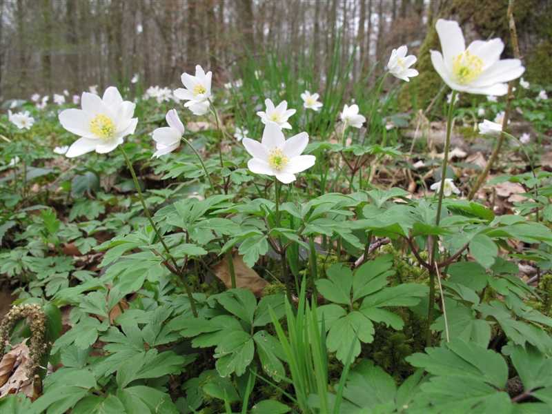 Frühblüher 5